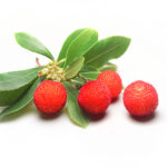 Linea rassodante al corbezzolo e sandalo