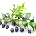 Linea cellulite al mirto ananas e caffeina