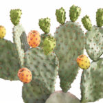 Linea drenante al fico d'india e rusco