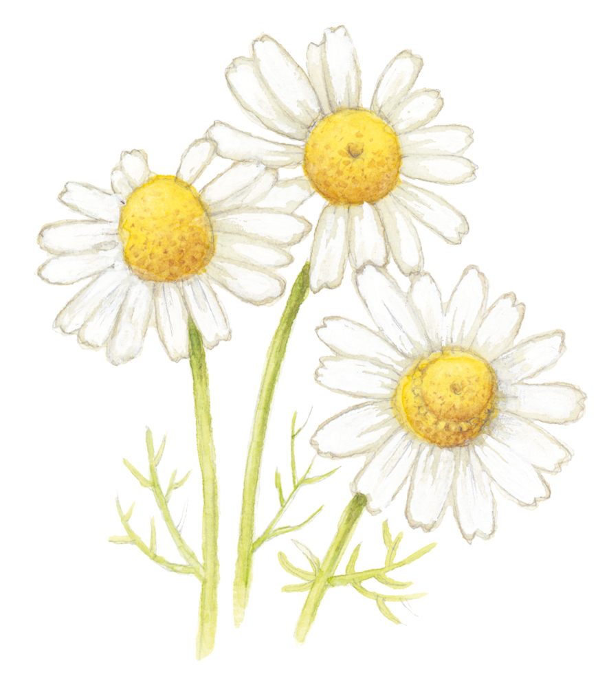 Latte detergente alla camomilla e aloe € 9,00