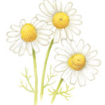 Linea viso lenitiva per pelle sensibile e couperose